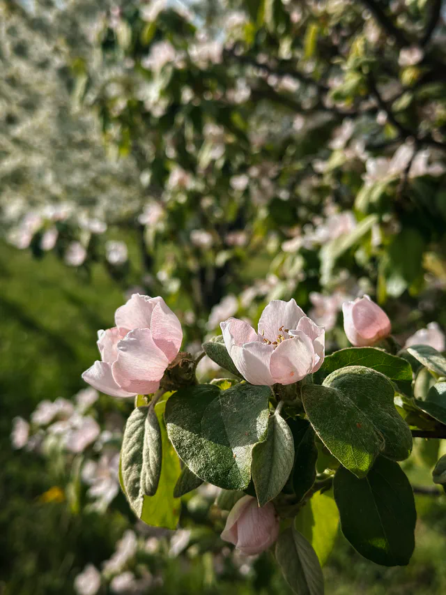 Flowers - Les Arnauds Bed & Breakfast in Aix-en-Provence