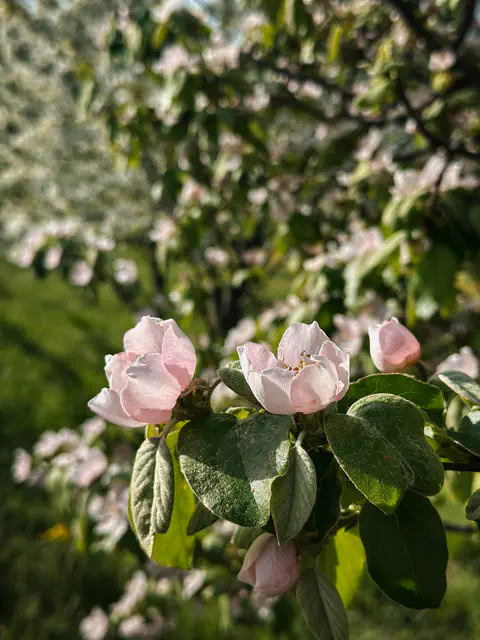 Flowers - Les Arnauds Bed & Breakfast in Aix-en-Provence