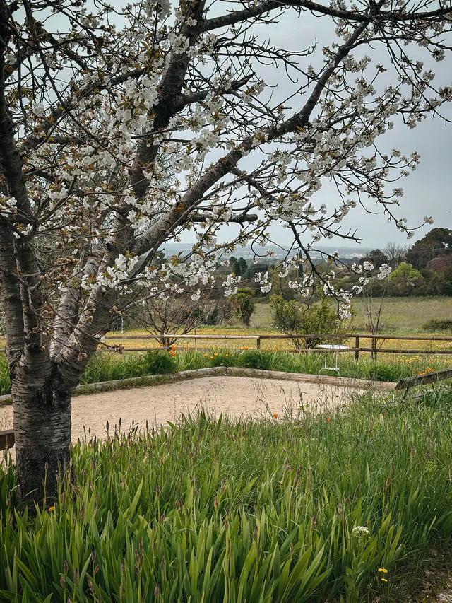 Terrain de pétanque et amandier - Maison d'hôtes les Arnauds à Aix-en-Provence