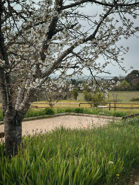 Terrain de pétanque et amandier - Maison d'hôtes les Arnauds à Aix-en-Provence
