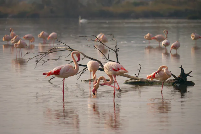 Camargue - Flamants rose